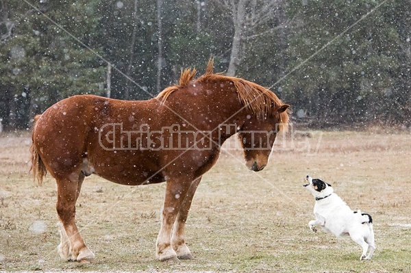 Belgian draft horse and farm dog having a showdown