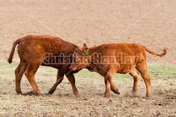 Beef Calves