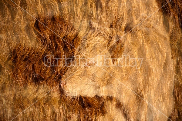 Double exposure of cow faces combined with the long winter hairy coats of cattle