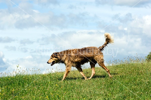 Brown dog in field