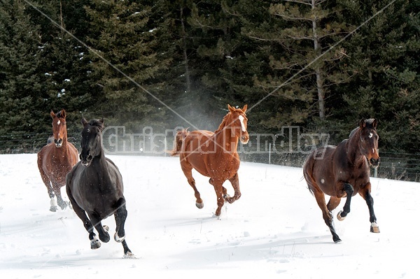 Horses galloping in deep snow