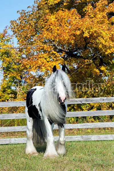 Gypsy Vanner horse