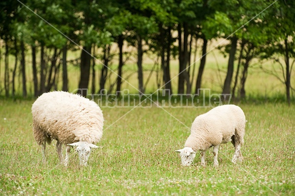 Sheep on summer pasture.