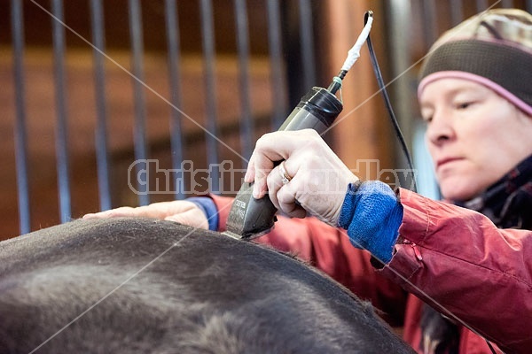 Woman clipping horse