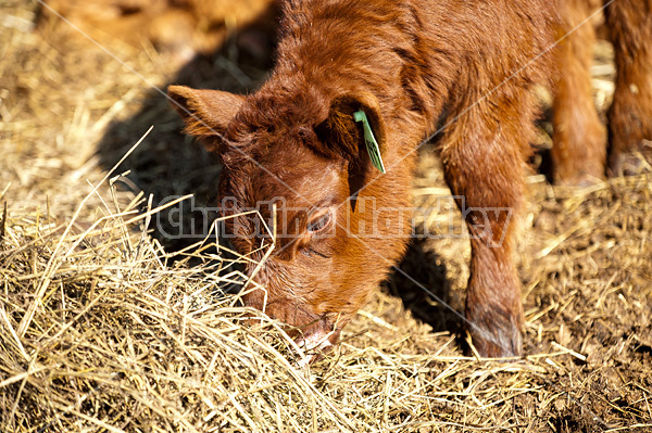 Beef calf eating hay