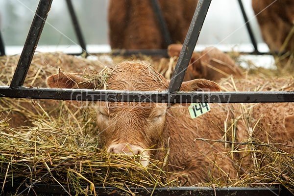 Young Beef Calves