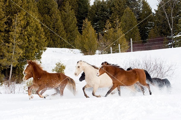 Herd of Rocky Mountain Horses Galloping in Snow