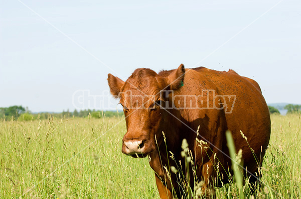 Beef cattle on summer pasture