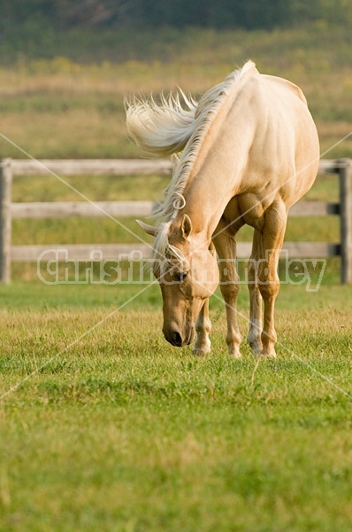 Palomino Quarter horse gelding