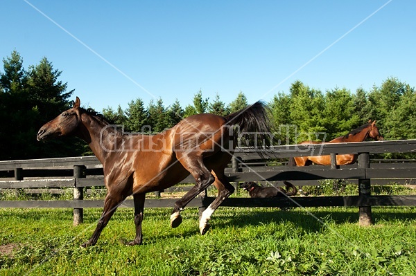 Bay Thoroughbred horse running and playing in his paddock