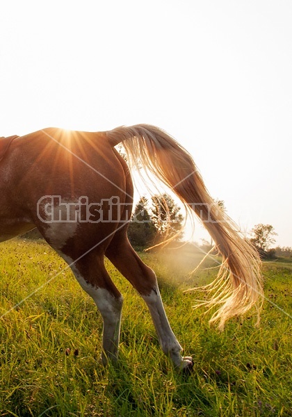 Photo of horses back legs as he gallops past