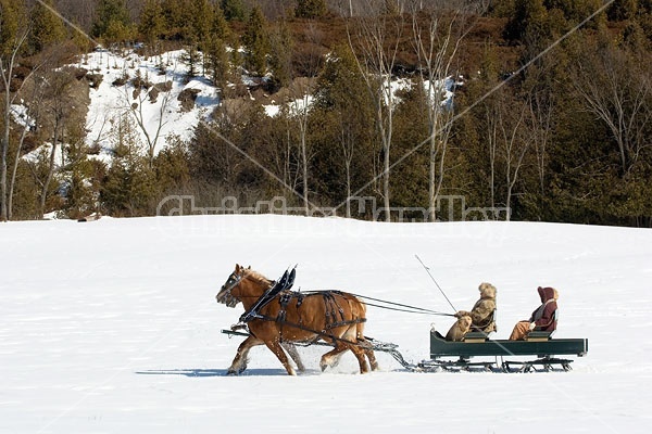 Horse drawn sleigh ride