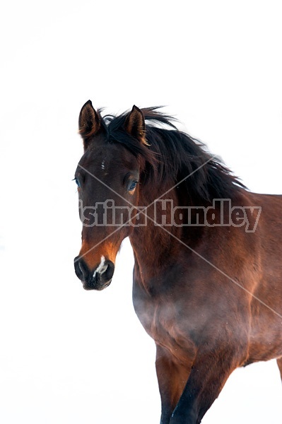 Portrait of a horse in the winter