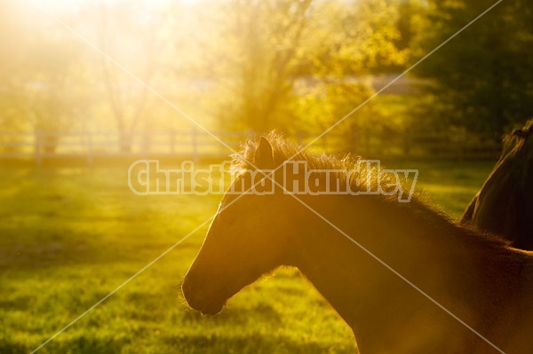 Quarter horse foal