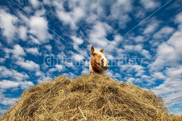 Belgian draft horse standing in hay pile