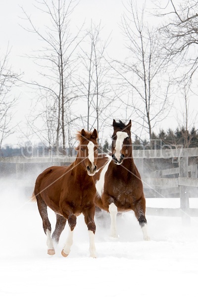 Horses running through deep snow