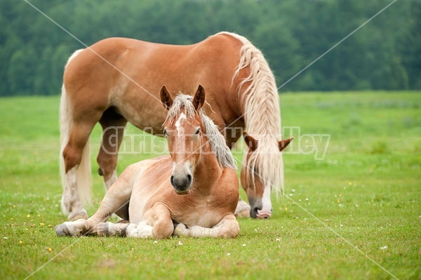 Belgian horses in pasture field