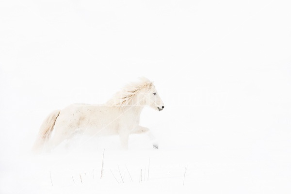 White Icelandic horse in deep snow