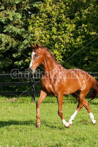 Thoroughbred horse running around paddock