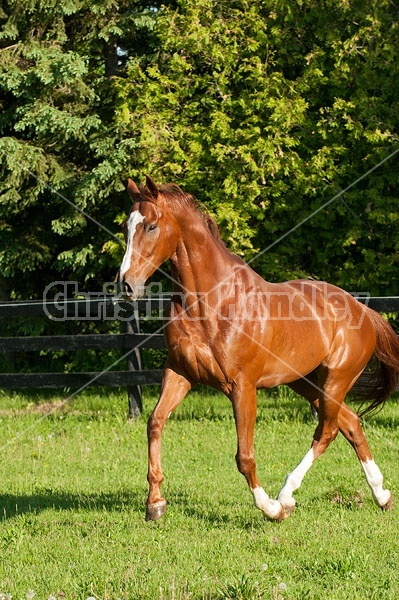 Thoroughbred horse running around paddock