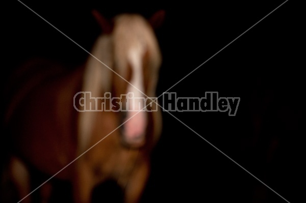 Photo of an out of focus horse