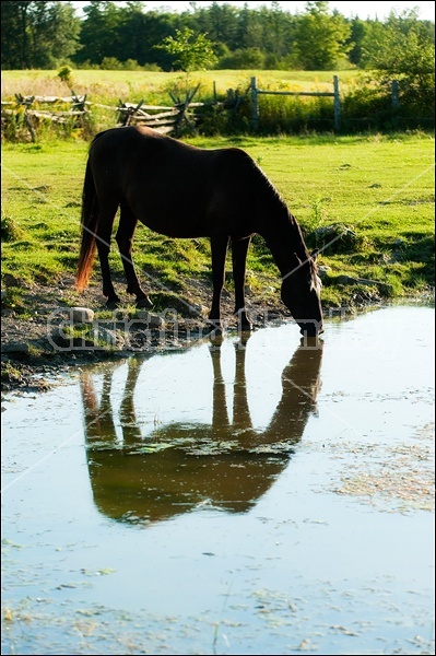 Rocky Mountain Horse