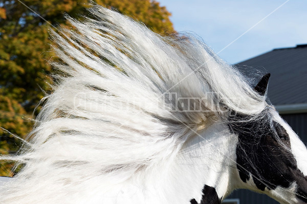 Gypsy Vanner horse