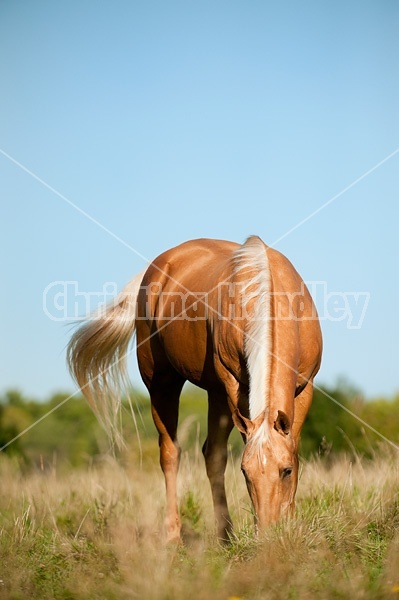 Palomino Quarter Horse