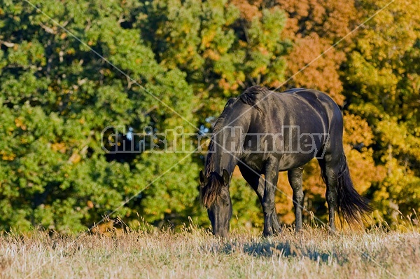 Friesian horse on autumn pasture