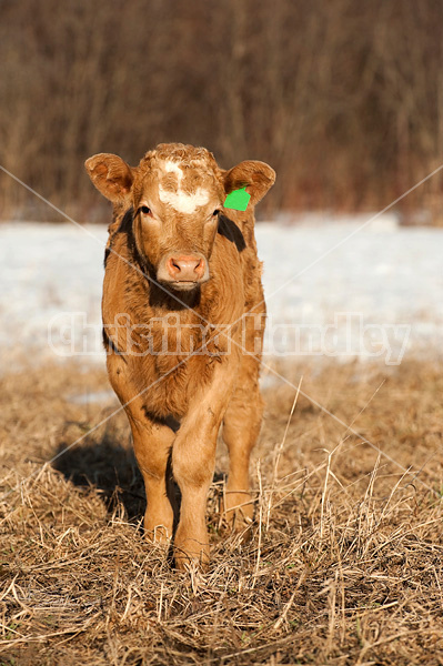 Curious beef calf