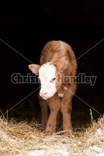 Baby Beef CAlf Standing in Doorway