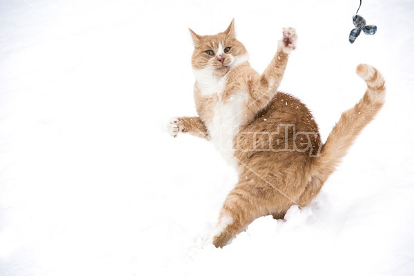 Orange cat playing with toy mouse