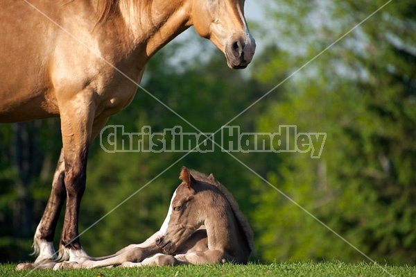 Young Rocky Mountain Horse foal and mare.