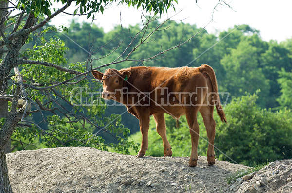 Beef calf standing on hill