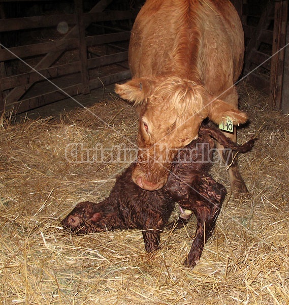 Newborn Beef Calf