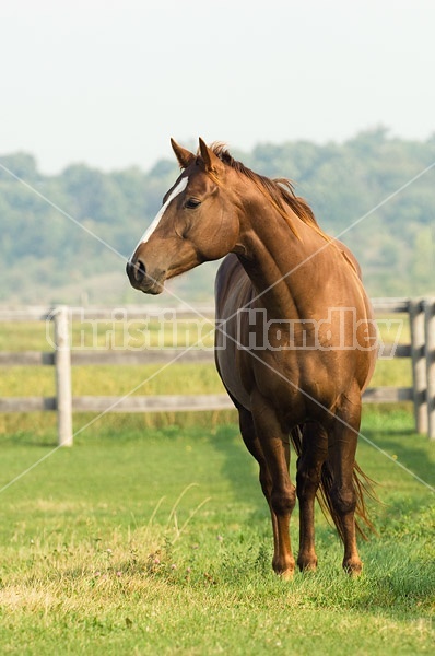 Chestnut Quarter horse