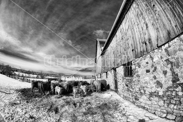 Herd of Beef cattle