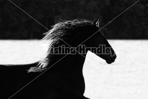 Friesian stallion