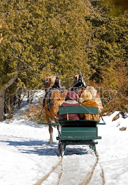 Horse drawn sleigh ride