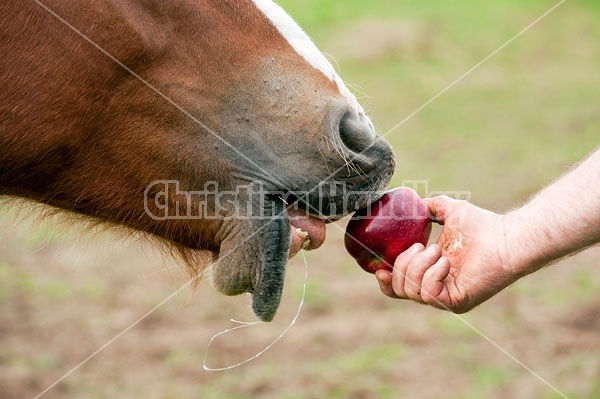 Horse eating apple 