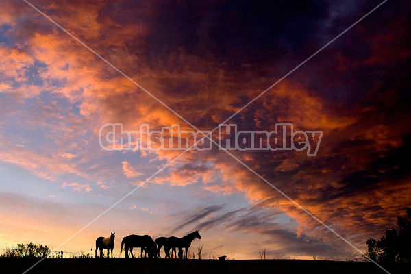 Horses silhouetted against dramatic sky and clouds