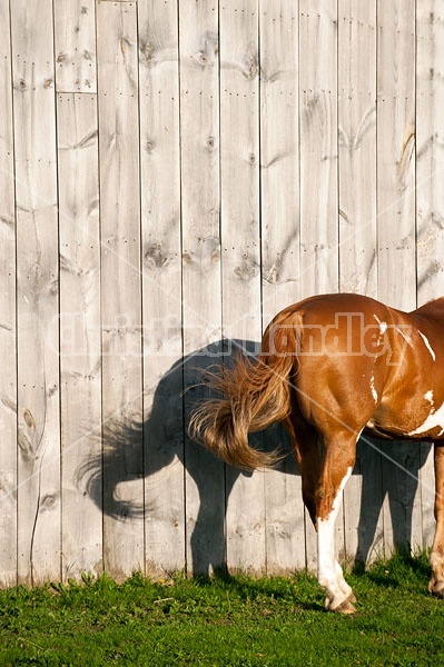 paint horse standing beside barn