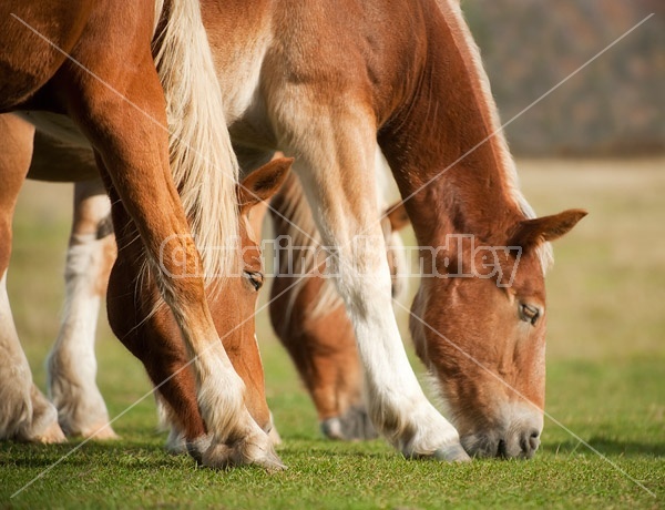 Three horses grazing on pasture