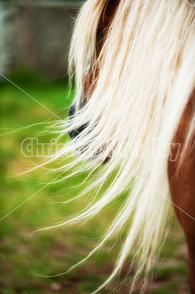 Long flowing horse mane