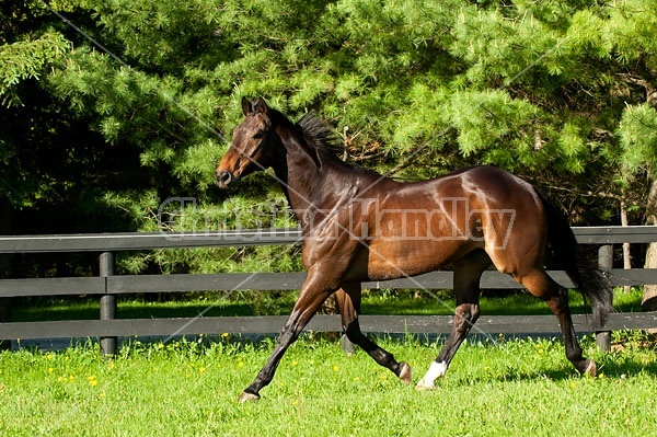 Bay Thoroughbred gelding