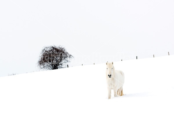 White Icelandic horse in deep snow