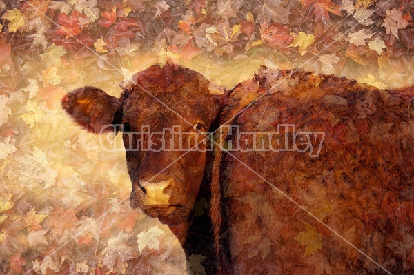 Angus beef cow