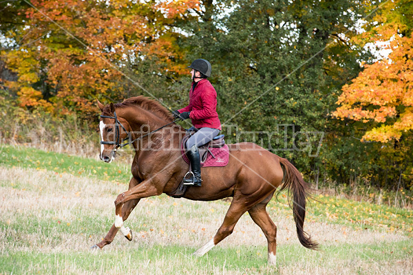 Woman riding chestnut horse in the autumn time