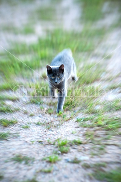 Gray kitten running and playing outside. Motion blur. 