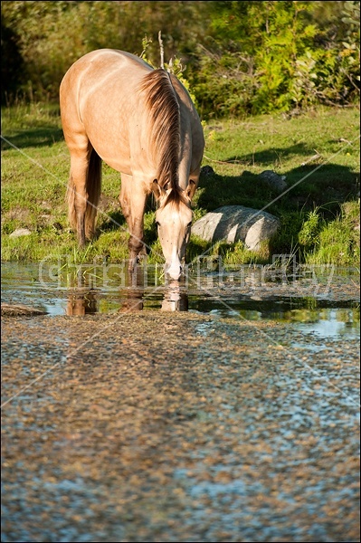 Rocky Mountain Horse